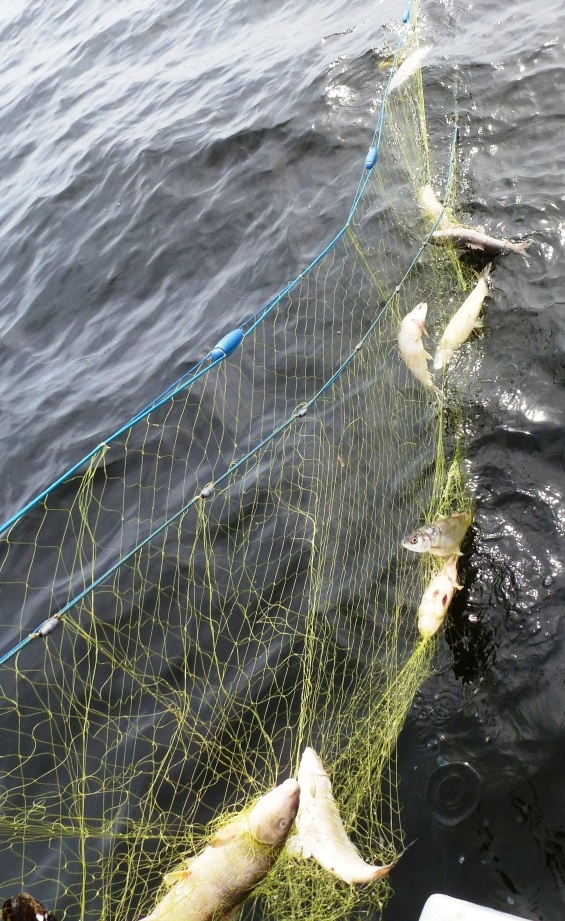 Fishing nets used on the Xingu River: (a) fixed net; (b) buoyed net