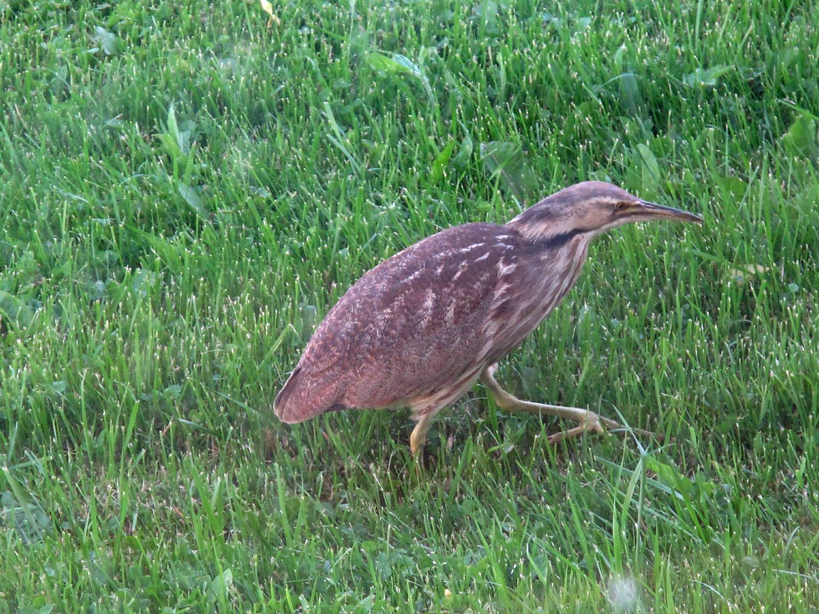 strange-bird-photos-sault-ste-marie-news