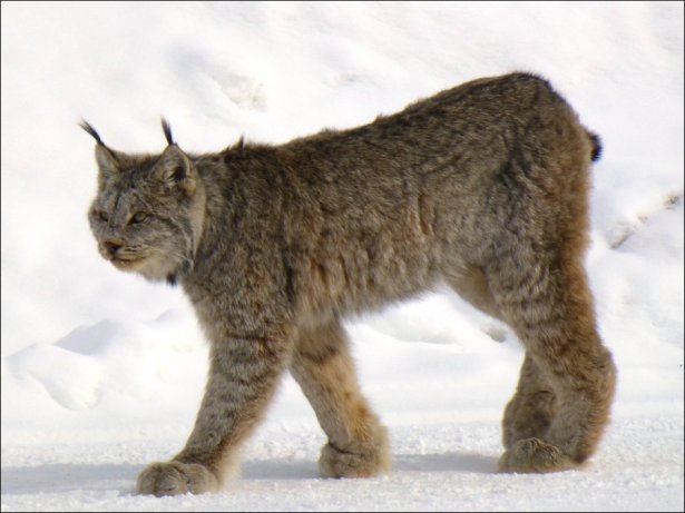 The History of Lynx Sightings in New York