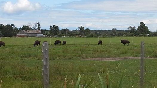 Bison grazing / djroot